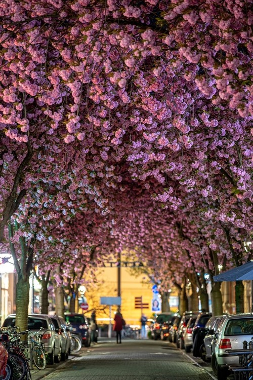 Cherry Blossom - から Breite Strasse, Germany