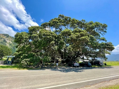 Te Waha O Rerekohu - Oldest Pohutukawa Tree - From Moana Parade, New Zealand