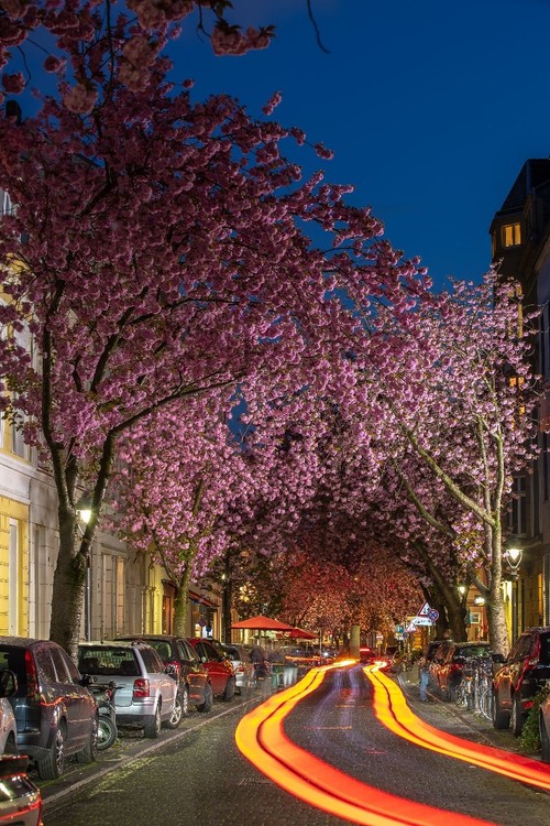 Cherry Blossom Bonn - 从 Heerstrasse, Germany