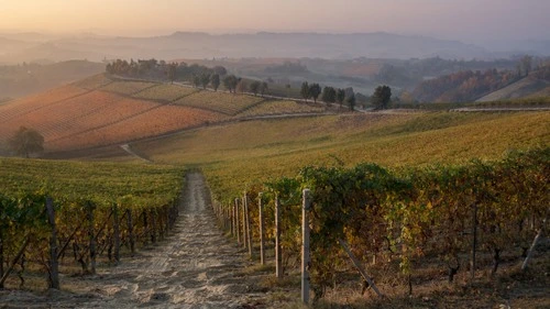 Elvio Cogno's Vine Fields - Aus Via Ravera, Italy