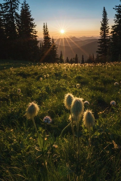 Alpine Meadows - From Manning Park, Canada