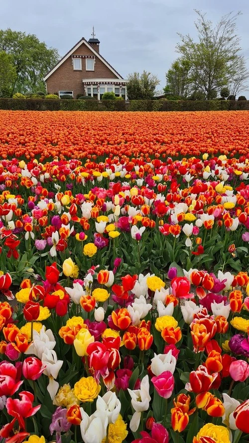 Tulips Fields of Netherlands - Depuis Zilkerbinnenweg, Netherlands