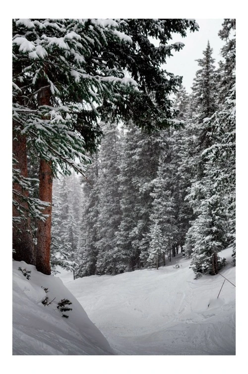 Forest - Aus Wildfire Ski line, United States