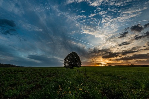 Der Baum - Dari Feld, Germany