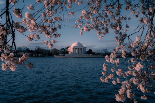 Thomas Jefferson Memorial - 从 Tidal Basin - Cherry Blossoms, United States