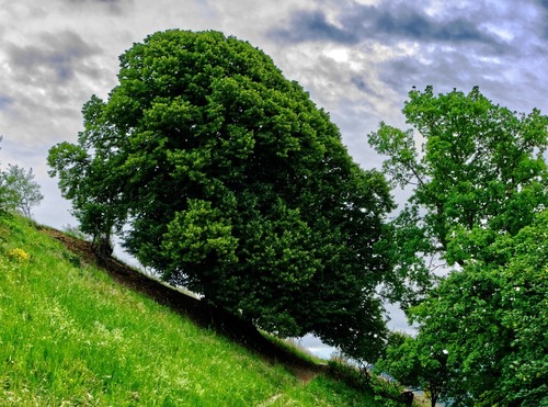 Baum am Georgenberg - Aus Georgenberg Pfullingen, Germany
