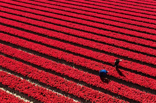 Red tulips from above - Des de Drone, Netherlands