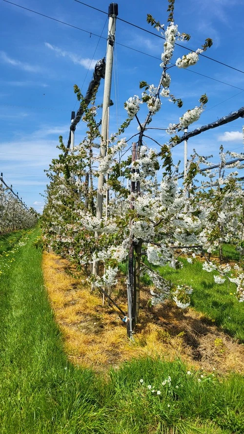 Bloesems - Desde Bloesemwandeling, Belgium