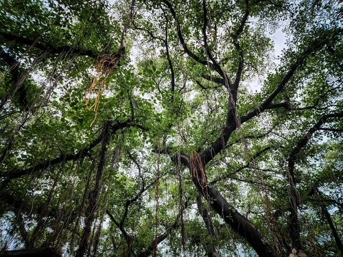 Banyan Tree Canopy - Desde Lāhainā Banyan Court, United States