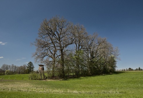 Baumgruppe mit Hochsitz - から Wiese bei Großgmainer Landstraße, Austria