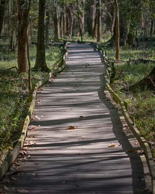 Boardwalk Loop Trail - Aus Harry Hampton Visitor Center, United States