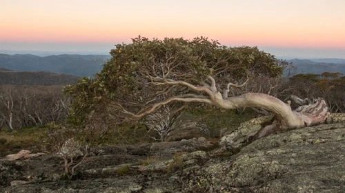 Snow Gum - Desde Mt Gingera, Australia