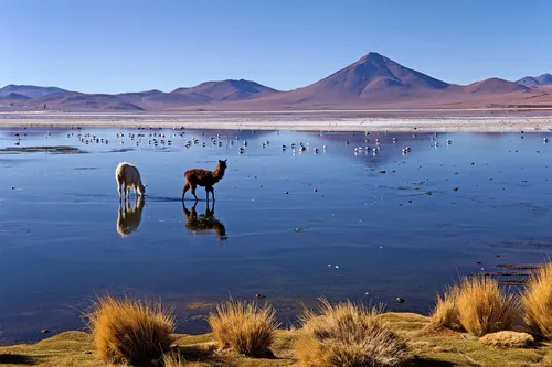 Mirador Laguna Colorada - Bolivia