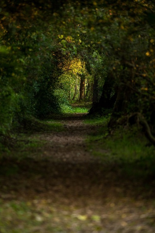 Nature tunnel - From Footpath at Grosser See, Germany