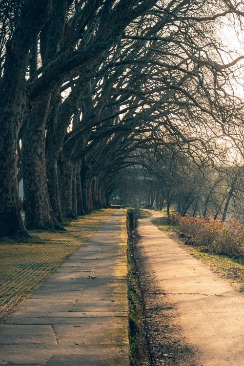 Avenida dos plátanos - Portugal