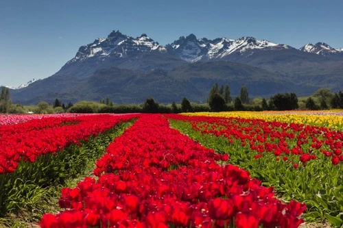 Tulipanes Patagonia - Argentina