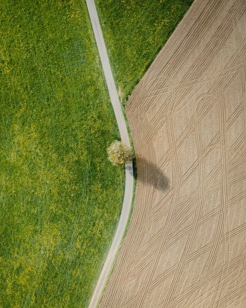 Lonely tree - Aus Aerial - Drone, Germany