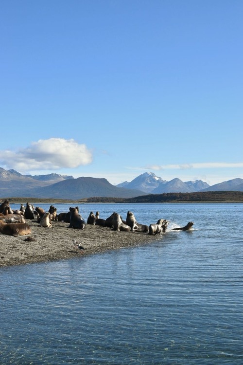 Isla Martillo - Argentina
