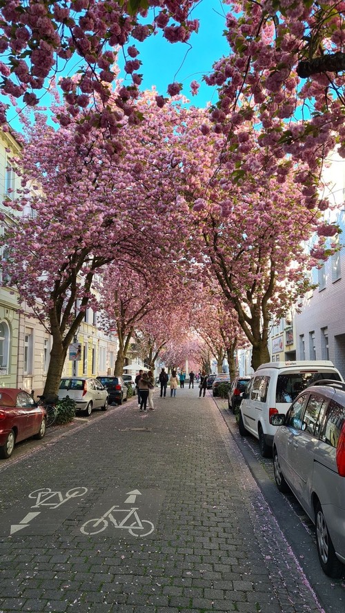 Streets of Cherryblossoms - Dari Bonn Altstadt / Herrstrasse, Germany