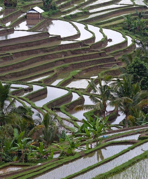 Ubud rice terrace - Indonesia