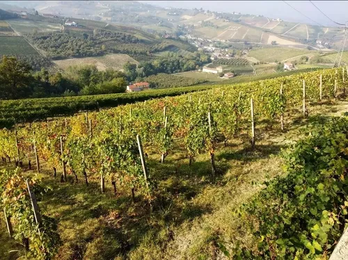 Cantina Montaribaldi - Italy