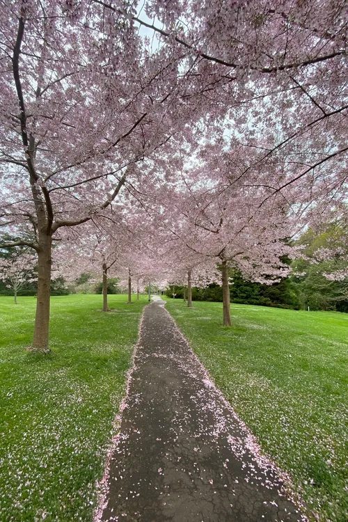 Cherry Blossom Path - New Zealand