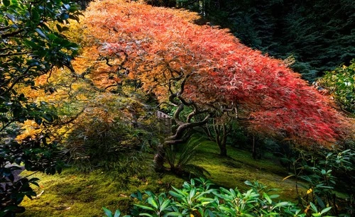 Japanese Maple - Desde Portland Japanese Garden, United States