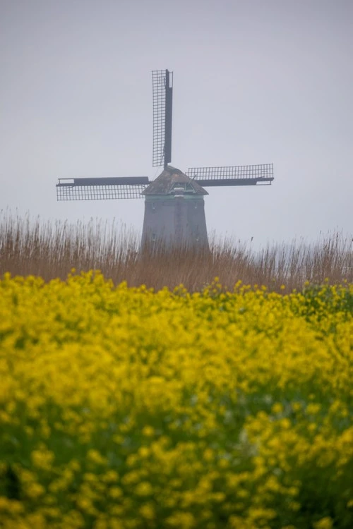 Windmill - Des de Street, Netherlands