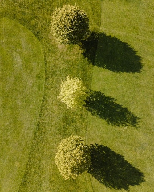 Three trees on a golf course - Des de Aerial - Drone, Germany