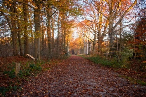 Forest - From Roosendaalsebaan, Netherlands