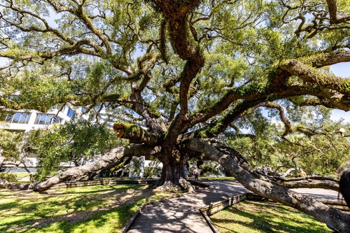 Treaty Oak - Des de Jessie Ball DuPont Park, United States