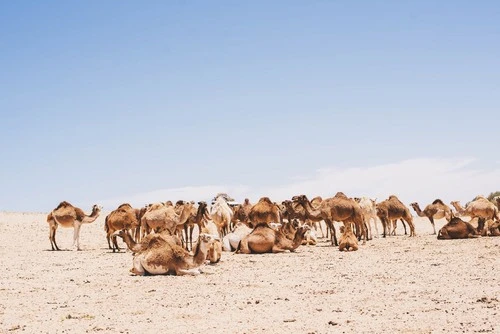 Camel's - İtibaren Imlili desert, Unknown