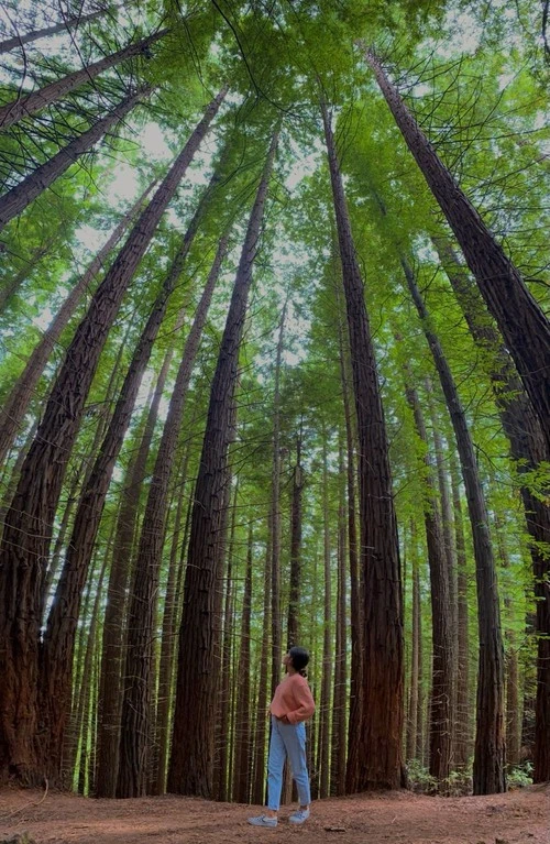 Sequoia Forest - From Area Aproximada, Spain