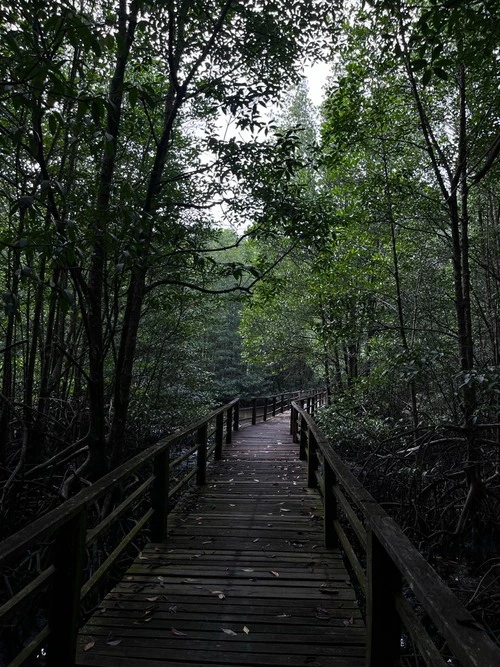 Kota Kinabalu Wetland - From Boardwalk, Malaysia
