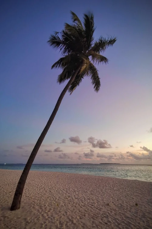 Palm - Aus Beach, Maldives