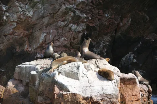 Reserva Nacional Islas Ballestas - Peru