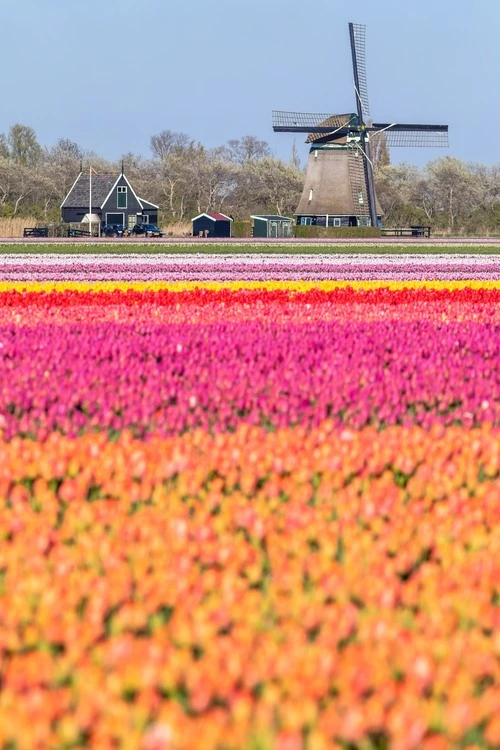 Windmill - Desde Meadow, Netherlands