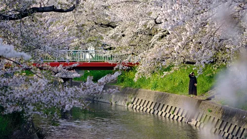 Shinkoji Bridge - Japan