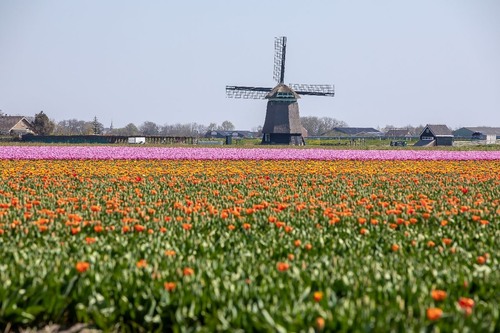 Molen NM de Zijpe - 从 Belkmenweg, Netherlands