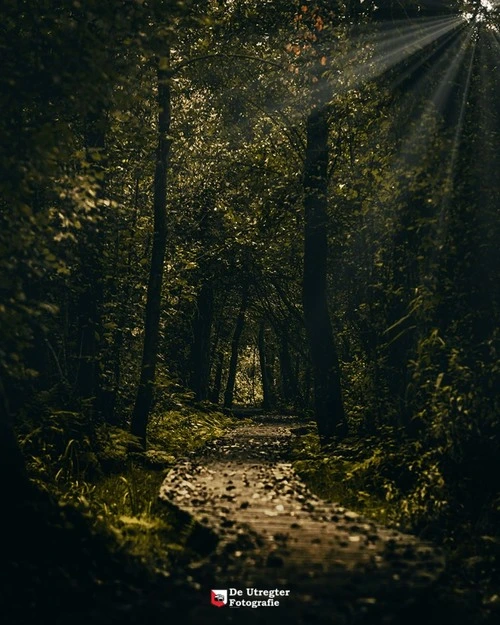 Forest Path - Netherlands