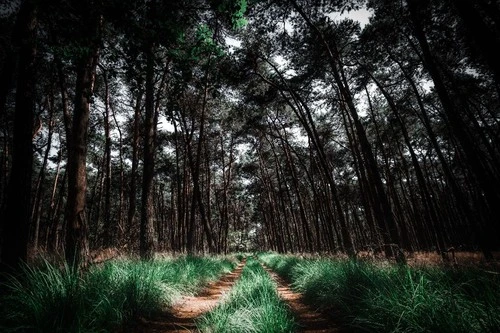 De Zoom - Kalmthoutse Heide - Belgium