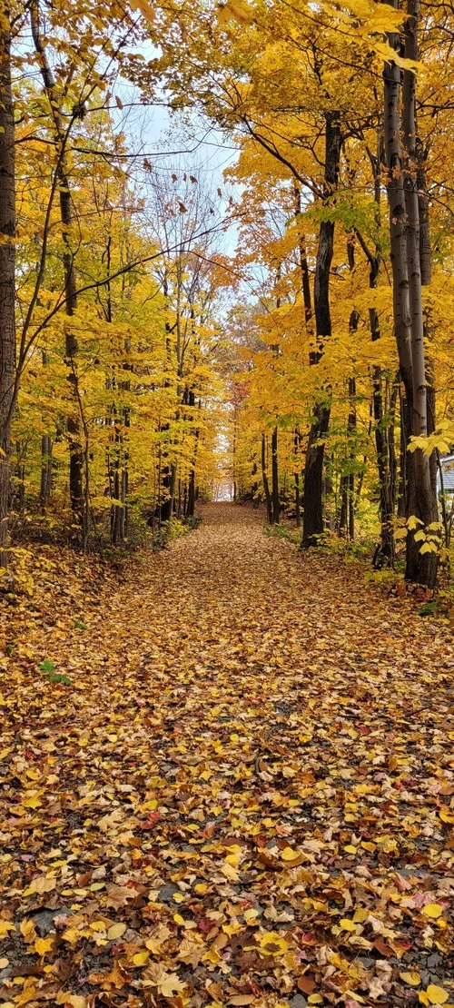 Autumn Driveway - Da Île d'Orléans, Canada