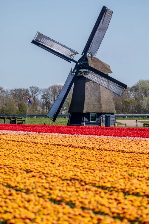 Tulips & windmill - Netherlands