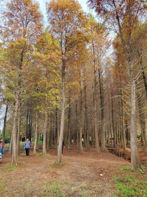Bade Bald Cypress Forest - Taiwan