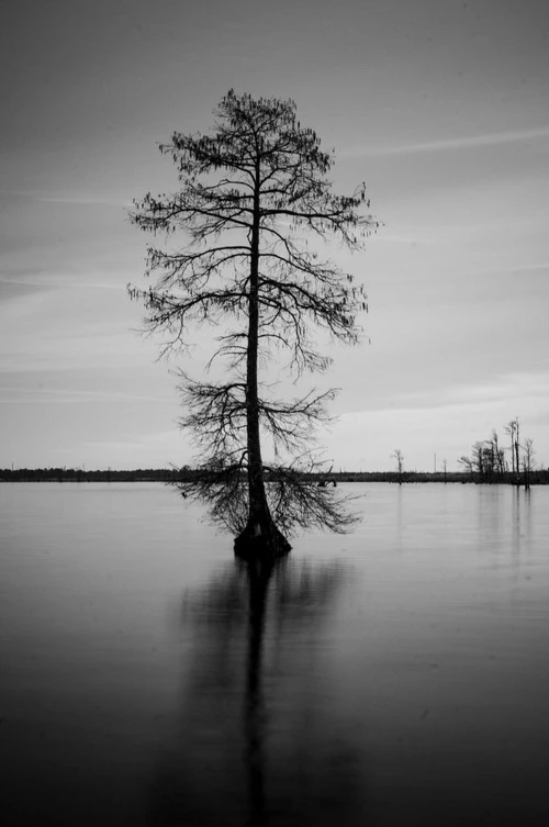 Lake Drummond - Aus Deck, United States