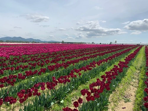 Tulip Fields - From Roozengaarde, United States