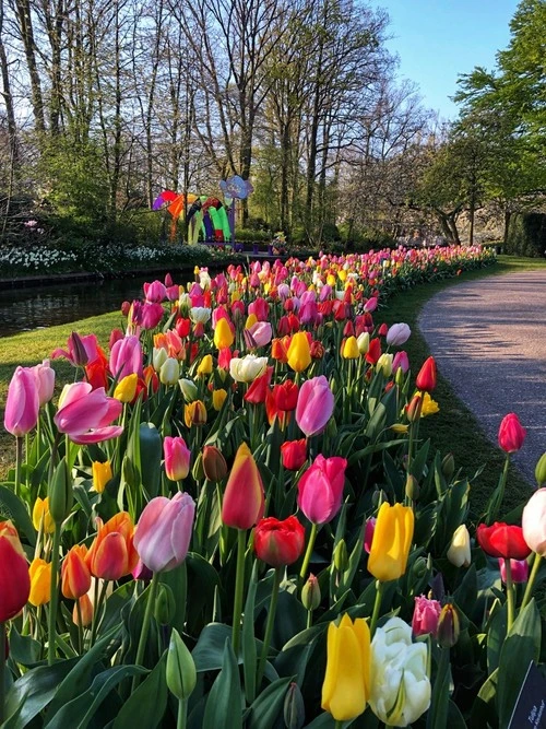 Keukenhof - Netherlands