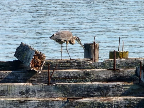 Old pier, Great heron - Aus Tacoma Washington, United States