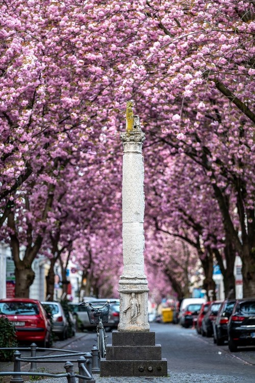 Cherry Blossom - Desde Paul Strasse / Herr Strasse, Germany