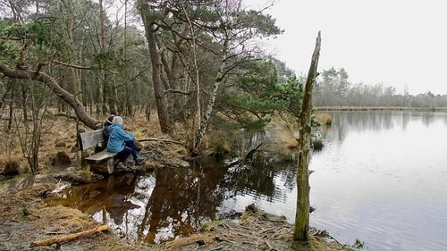 Kalmthoutse heide - From Stappensven, Belgium